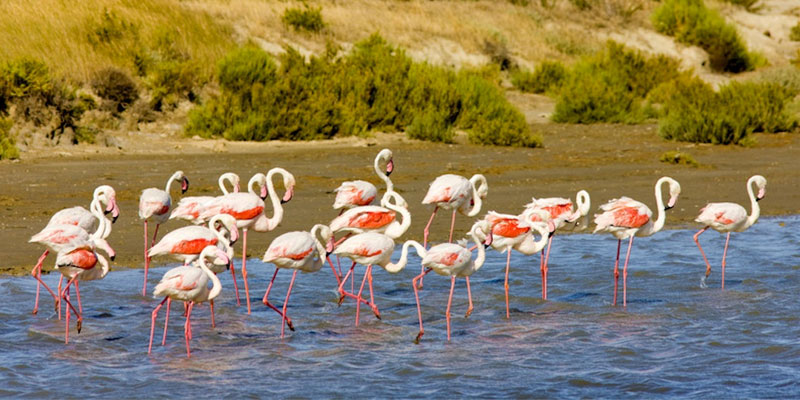 La Camargue