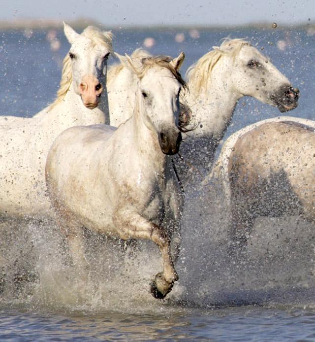 institut-camargue-decouvrir-thalassotherapie-saintes-maries-de-la-mer